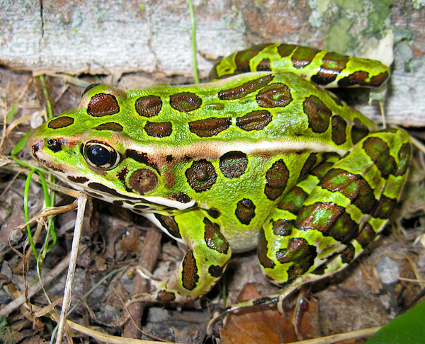 northern-leopard-frog02